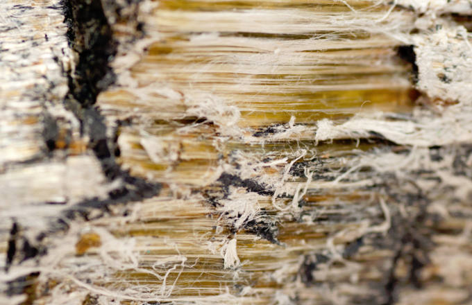Close up of asbestos fibres