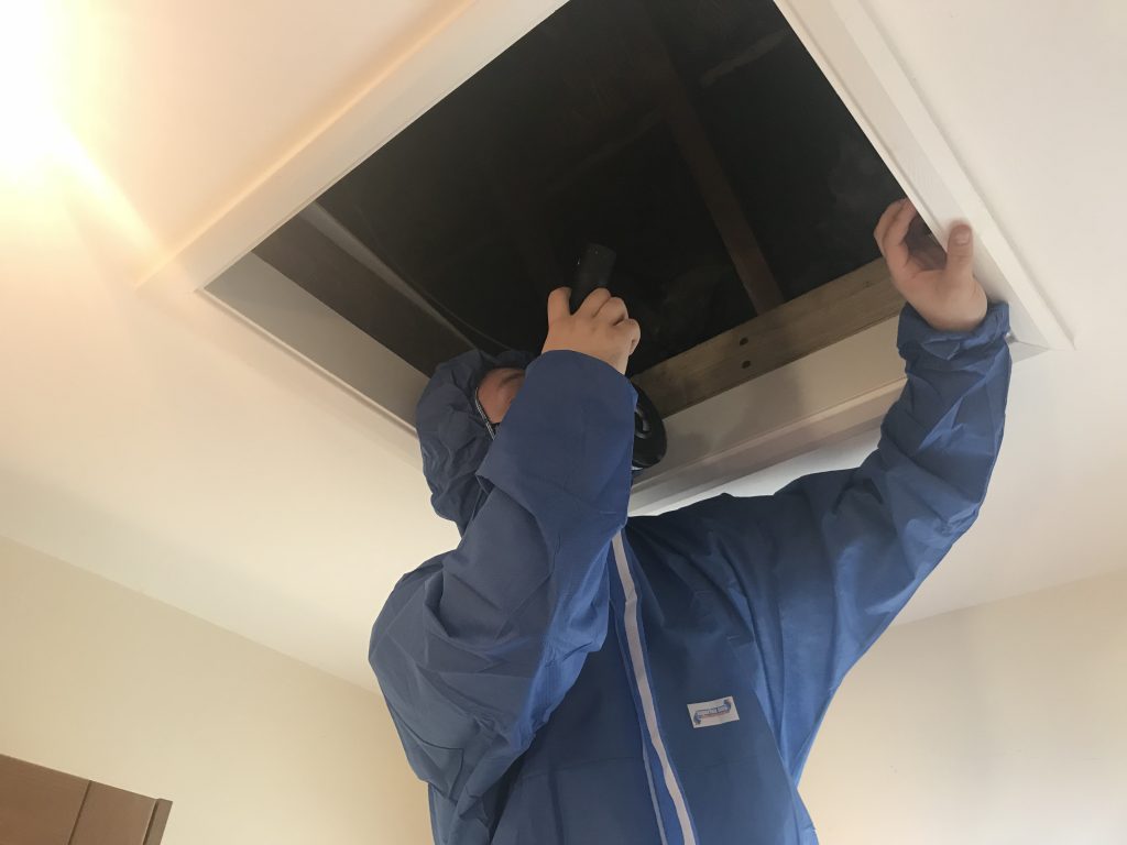 Surveyor in protective overalls checking a loft hatch in a home
